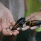 Maybe the cockroach wasn’t as big as one of these, but it’s fun to use your imagination sometimes.